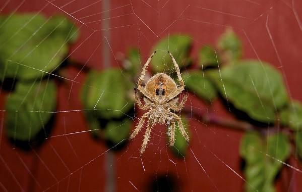 Spindel-spindel-beskrivning-funktioner-arter-livsstil-och-livsmiljö-spindel-7