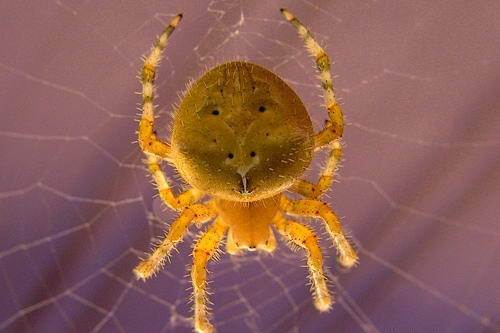 Spindel-spindel-beskrivning-funktioner-arter-livsstil-och-livsmiljö-spindel-8