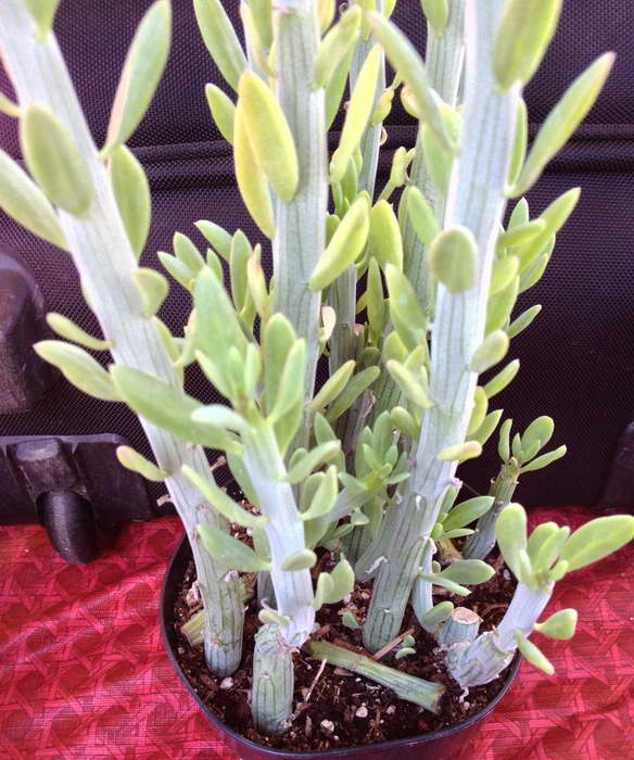 Euphorbiacea Senecio anteuphorbium litrato
