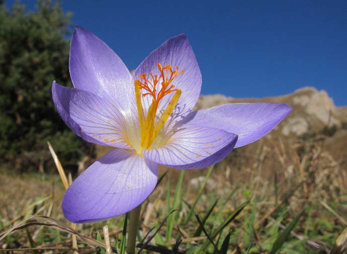 الزعفران الجميل - أقدم هذه المجموعة ، يزهر في أوائل الخريف