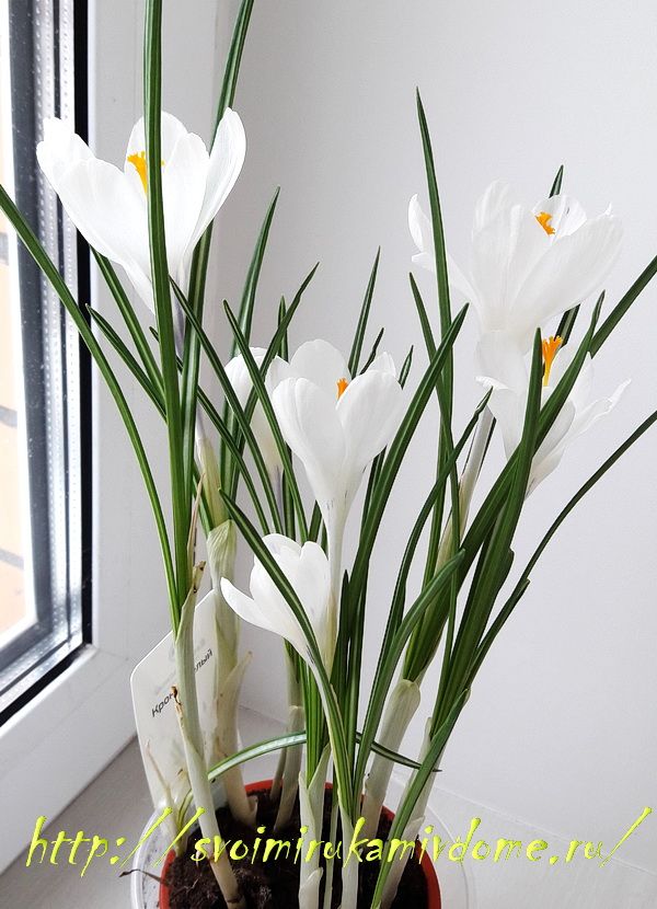 V květináči kvetly bílé krokusy