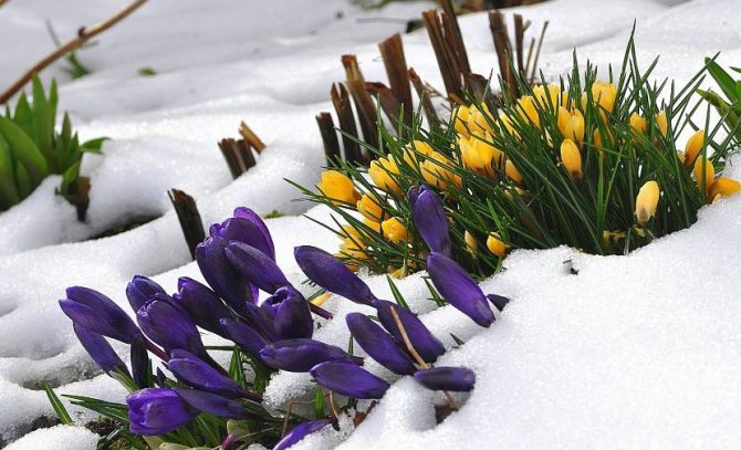 Krokusar blommar precis i snön