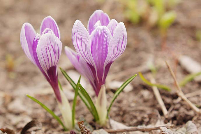 Crocuses prefer places well lit by the sun, but they develop quite successfully in partial shade.