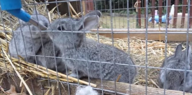 зайци от най-добрата порода сив гигант