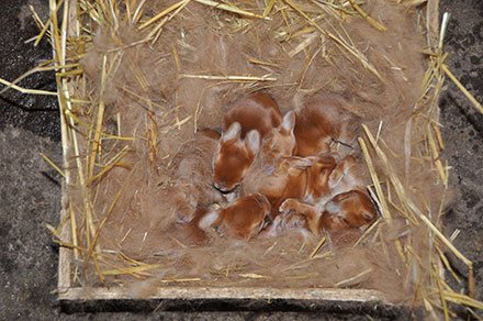 Новозеландски червени зайчета 3-4 дни