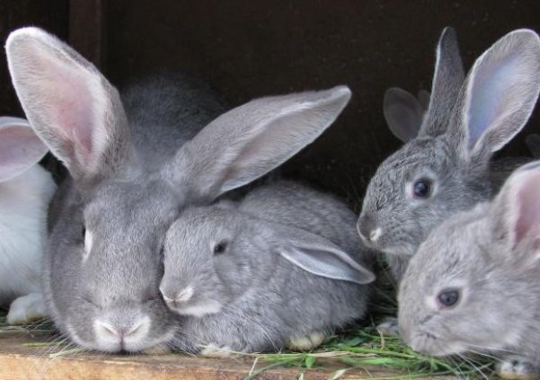 kaniner av chinchilla aveln med en kanin