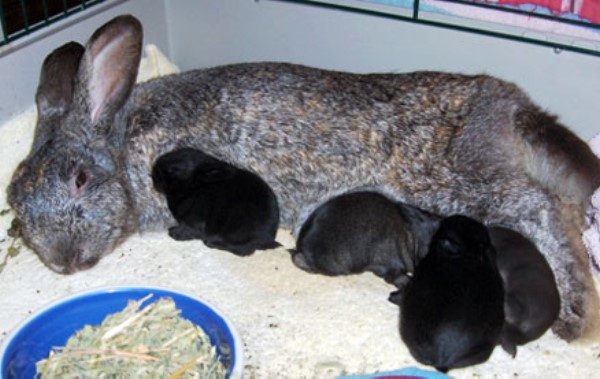 Заек и малки зайци
