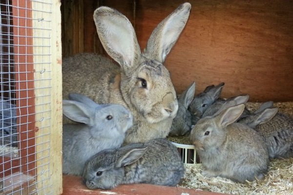 Rabbit with bunnies