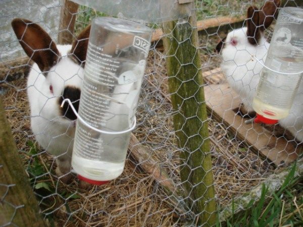 Зайците пият от поилката