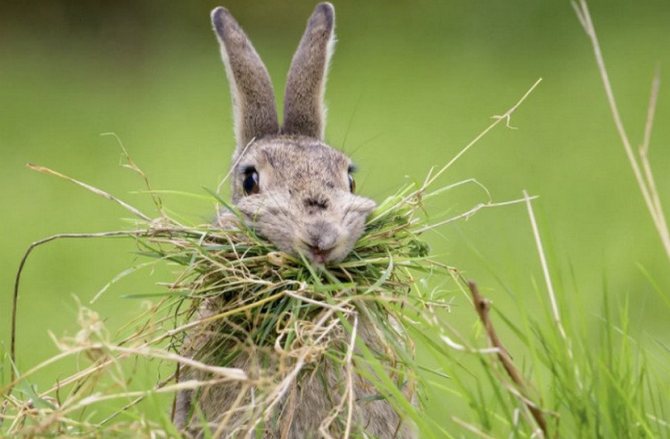 أرنب يأكل العشب