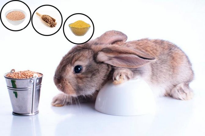 rabbit and cereals