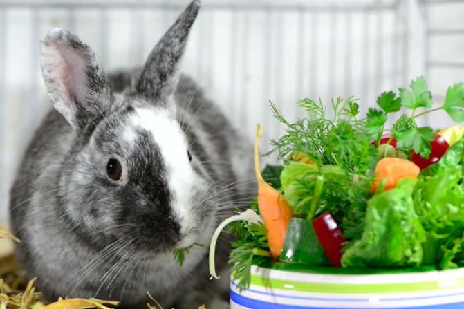 أرنب وخضروات