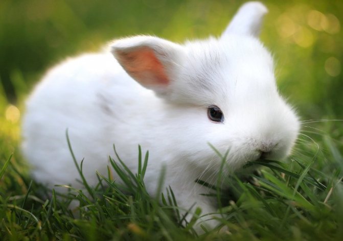 Rabbit dwarf fox white color