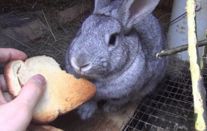 Rabbit eats bread