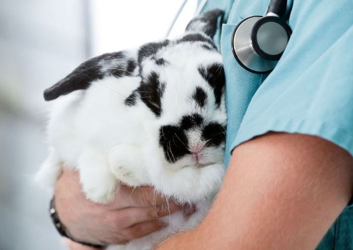 Rabbit being examined by the veterinarian