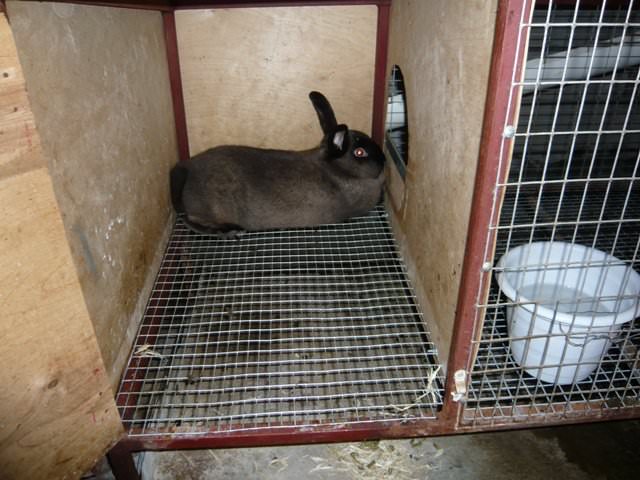 Kanin i en bur