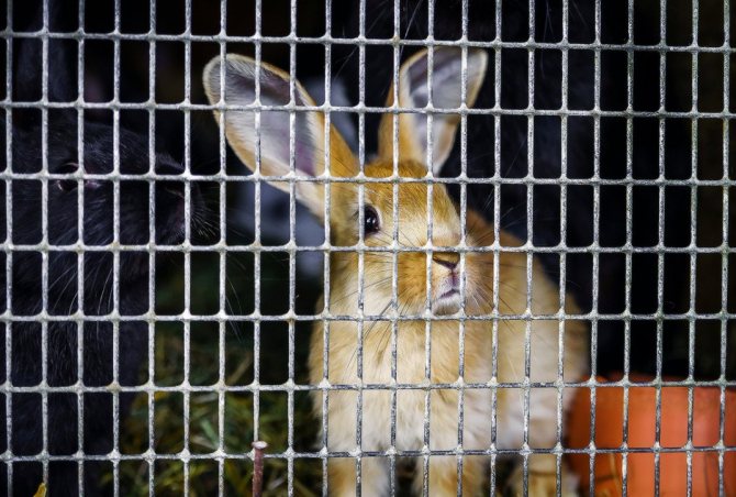 Rabbit in an industrial cage