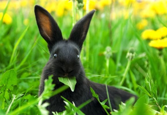 rabbit chews grass