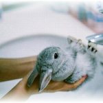 the rabbit is washed under the tap