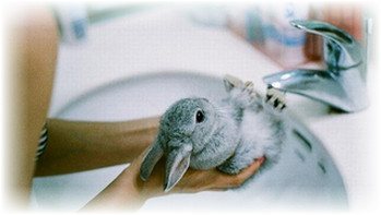 le lapin est lavé sous le robinet