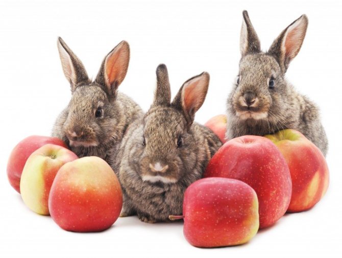 يُسمح للأرانب بإعطاء ليس فقط أغصان أشجار التفاح ، ولكن أيضًا التفاح نفسه بكميات محدودة