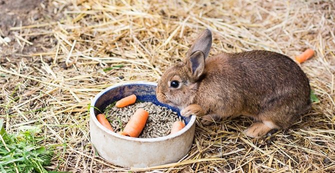 Broiler kaniner: översikt, beskrivning, egenskaper