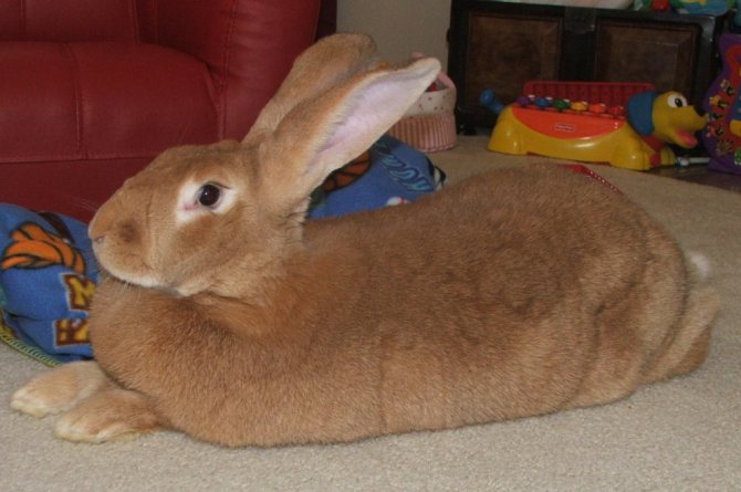 Broiler rabbits: overview, description, characteristics