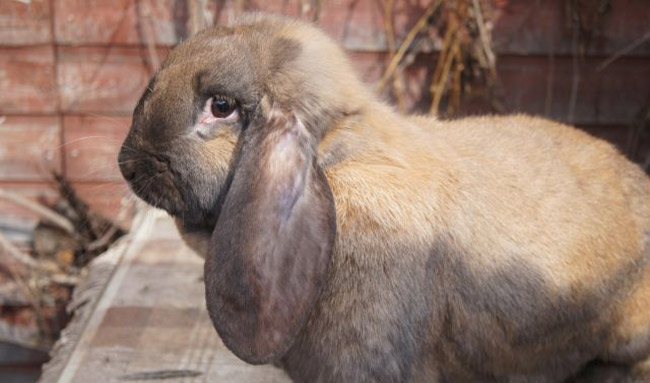 Rabbits French ram: perihal baka, ciri, foto, ulasan
