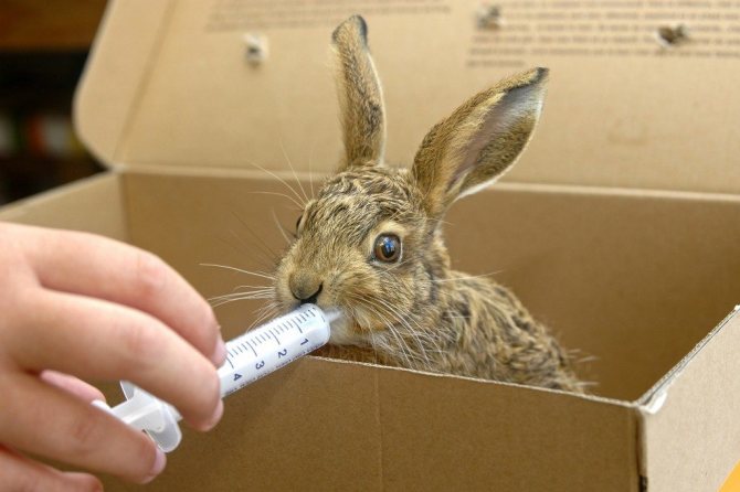 Kaniner tar emot blandningen med hjälp av speciella sprutor som försiktigt injicerar kompositionen