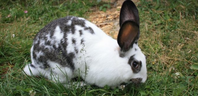 Rabbits of the Riesen breed mature much later than rabbits of other breeds, however, they are distinguished by their fertility