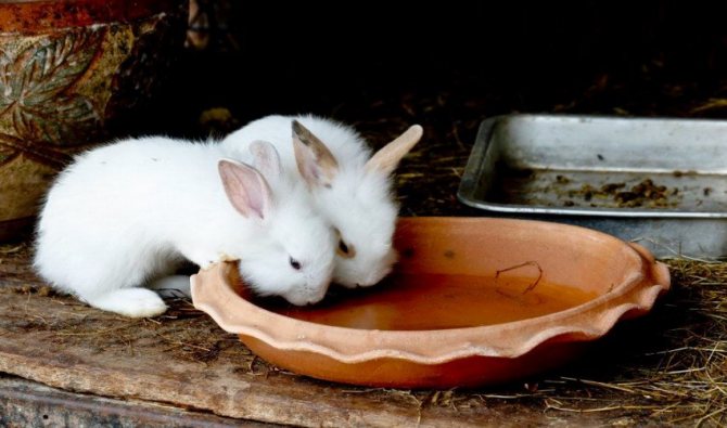 Rabbits drink water