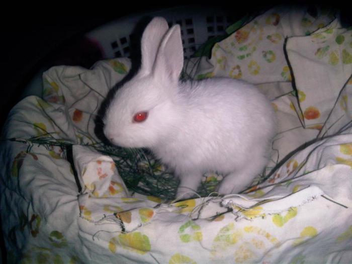 reprodukce a péče o králíky