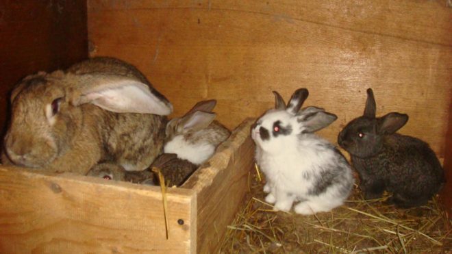 Rabbits in the nest