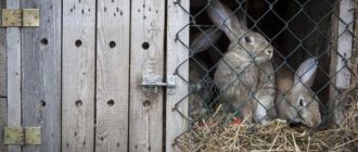 Kaniner i en bur