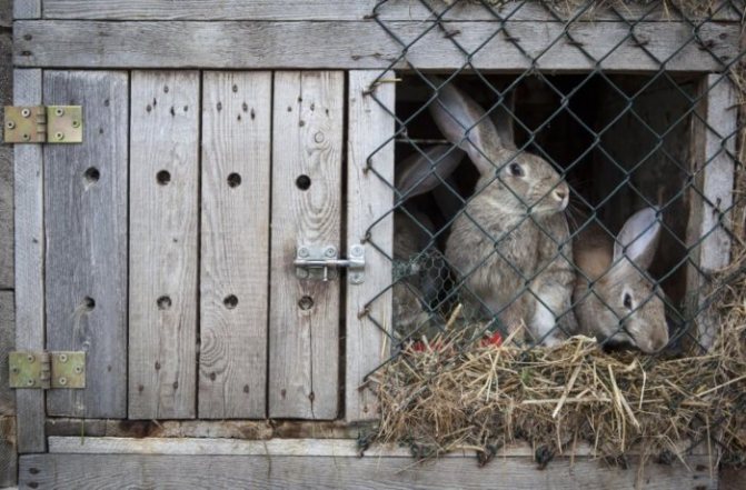 Rabbits in a cage