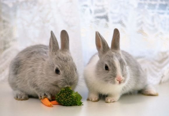 Kaninchen
