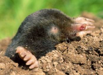 mole leaned out of the hole