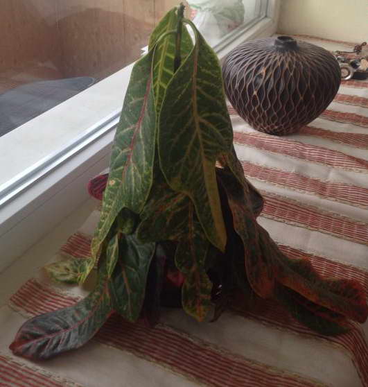 Croton ließ die Blätter fallen, was zu tun war