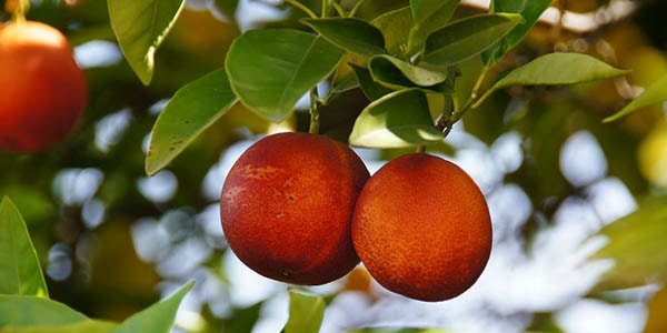 Blodiga apelsiner på en gren