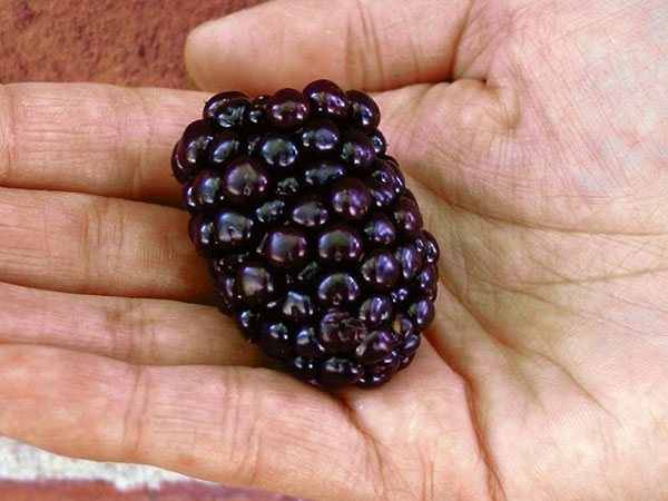 Large berry of Kiova blackberry