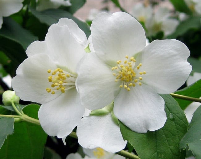 Large-flowered home jasmine
