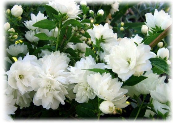 À grandes fleurs (Jasminum grandiflorum)
