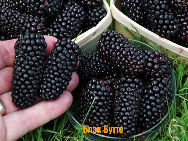 Malaking-prutas na blackberry Black Butte