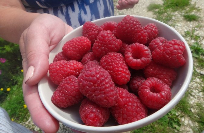 Raspberry berbuah besar