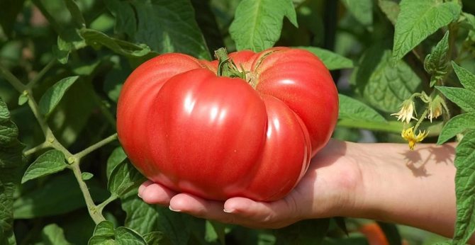 الطماطم كبيرة الثمار للبيوت البلاستيكية