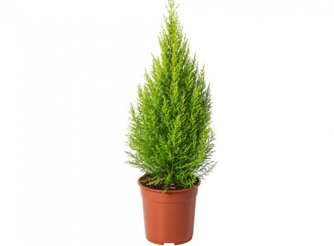 Large-fruited cypress in a pot