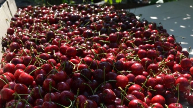 '' Large-fruited, unpretentious variety of columnar sweet cherry