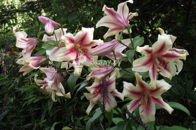 Large lily flowers will decorate the veranda