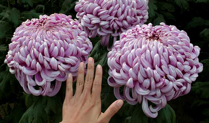 velké chryzantémy