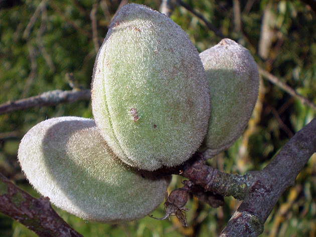 Large fruits of almonds
